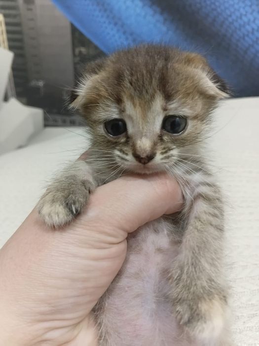 Отдам котенка !!!
