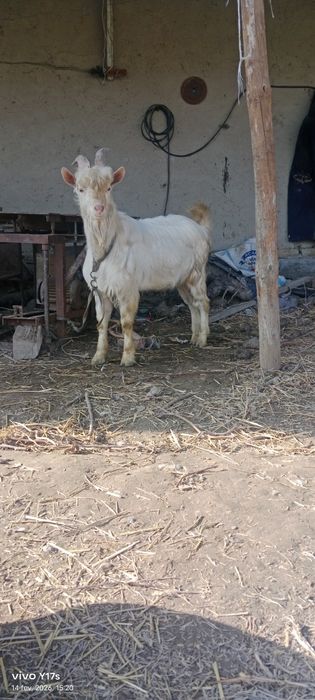 Zanen taka 1 yillik boʻlgan