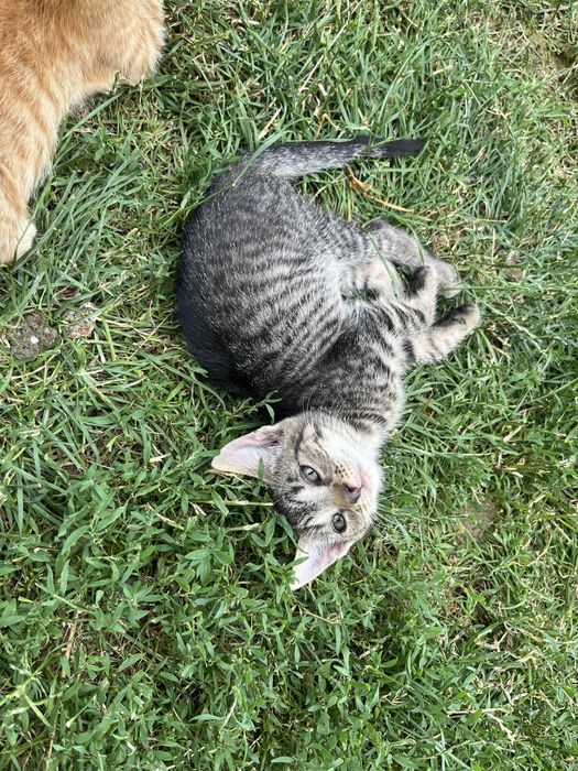 Pisicute spre adoptie