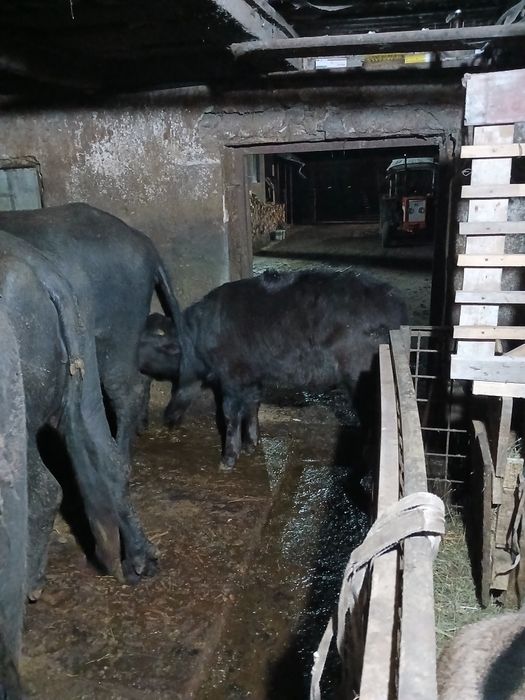 Vând vitel de bivol