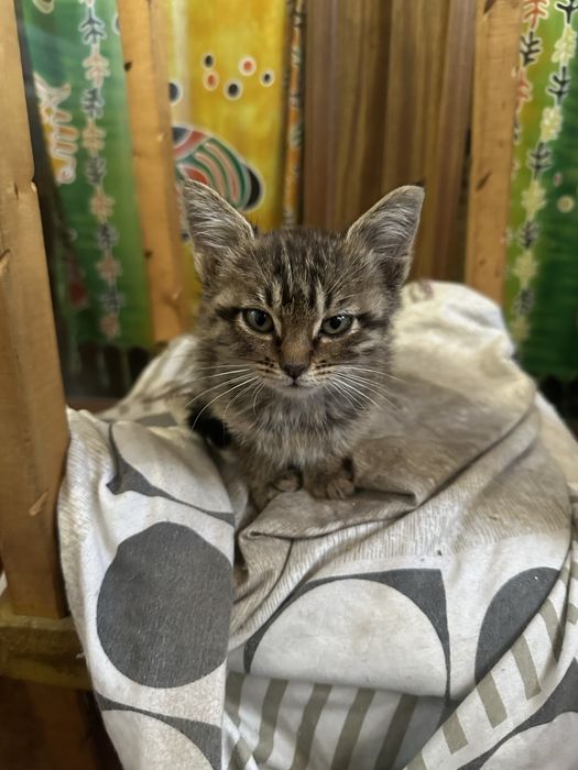 Кошечку в добрые руки