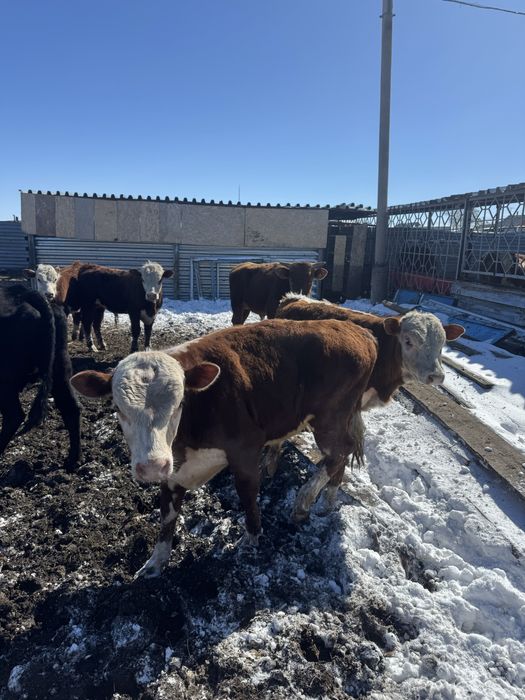 7 быков молодые племенные