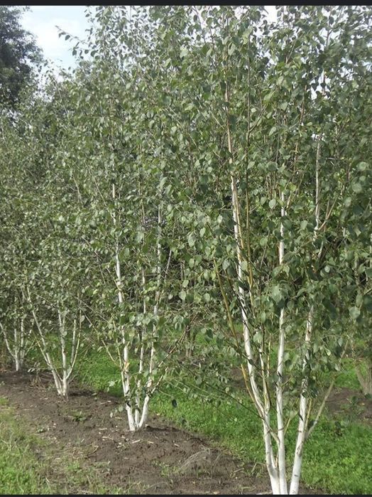 Саженцы  деревья