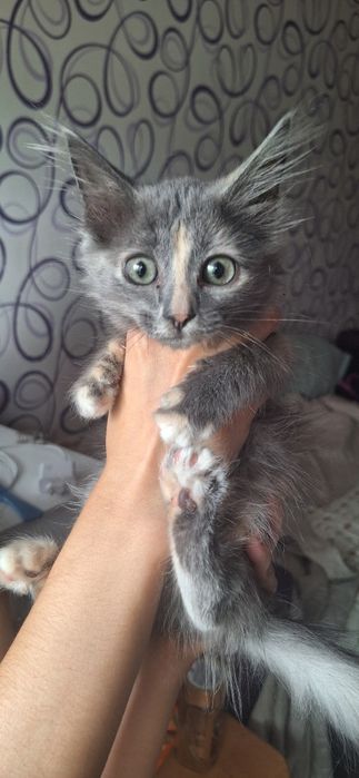 Отдам котенка в добрые руки