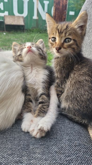 Ищу дом милым котятам