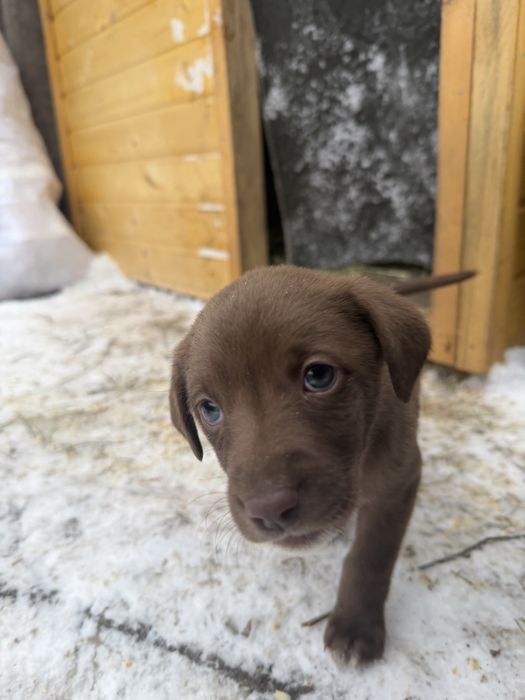 Отдам щенят в добрые руки!