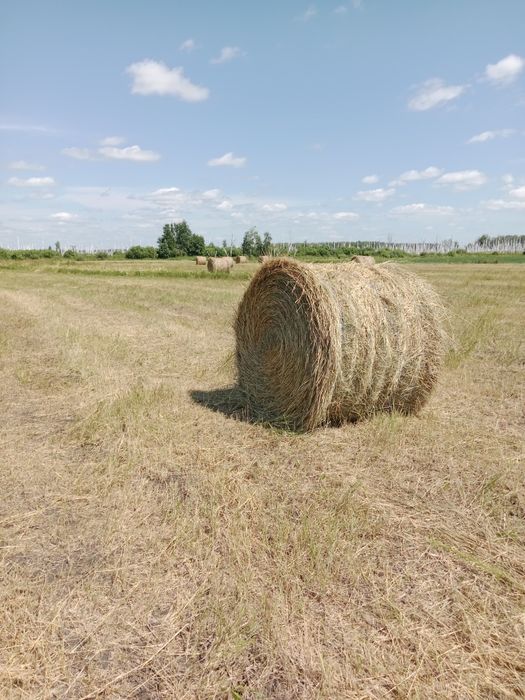 Сено в рулонах .