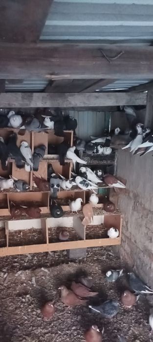 Голуби домашние чехия американец кормилецы