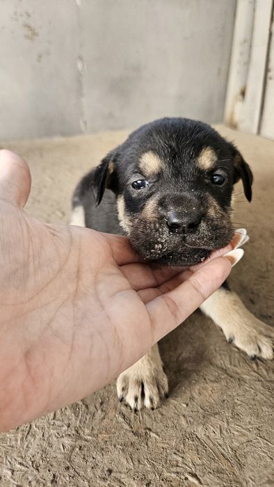 Щенки мать помесь канекорса с лабрадором