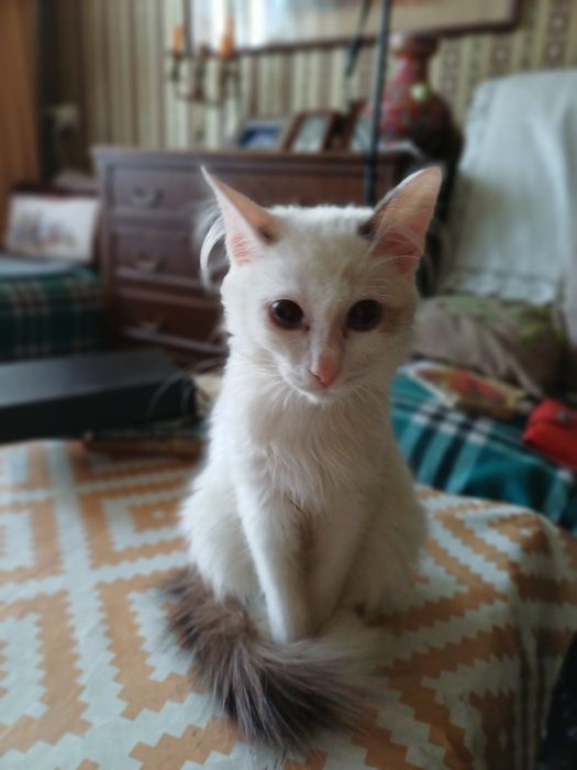 Пристраиваю котенка