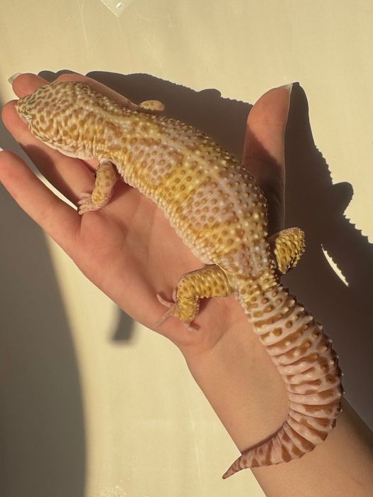 Эублефар с готовым террариумом