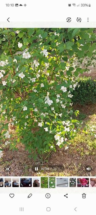 Jasmin gul продаётся жасмин