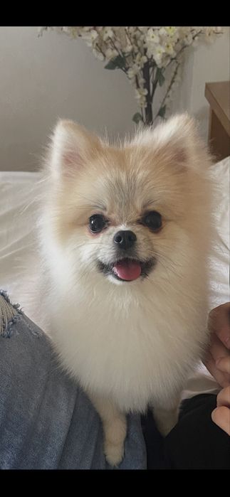 Adoptie responsabila baietel poneranian