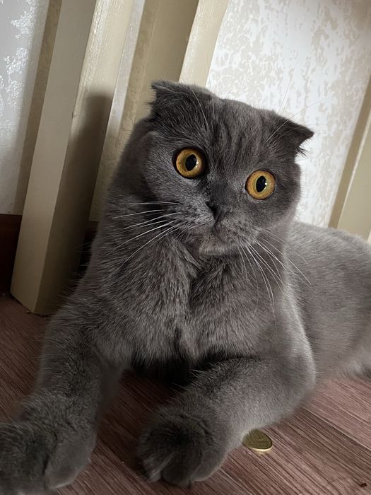 Шотланские котята
