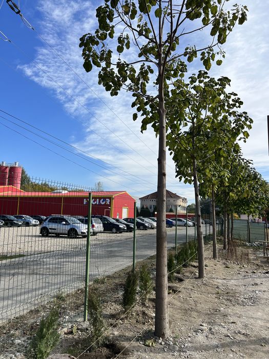 Paulownia puiet si maturi