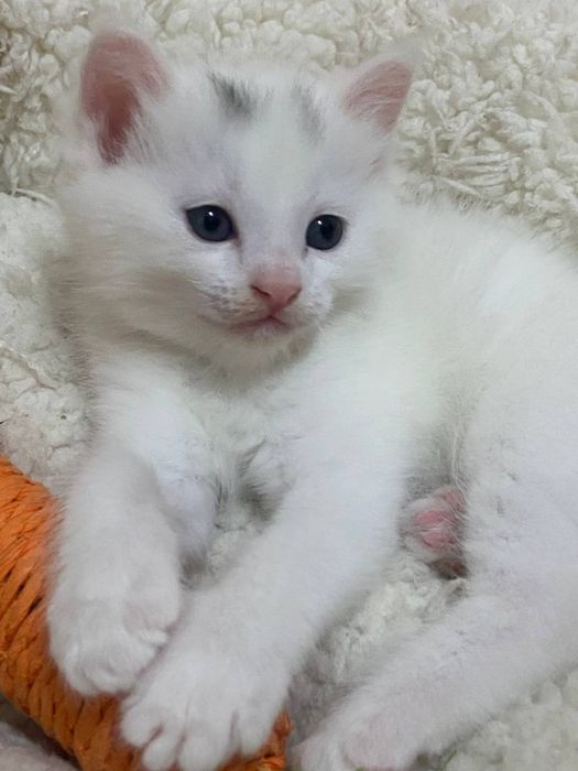 Продается котят в хорошие руки