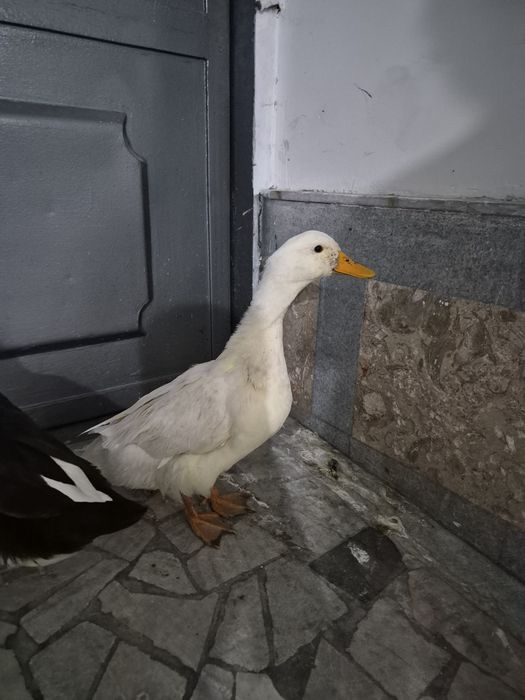 Продаются домашные утки