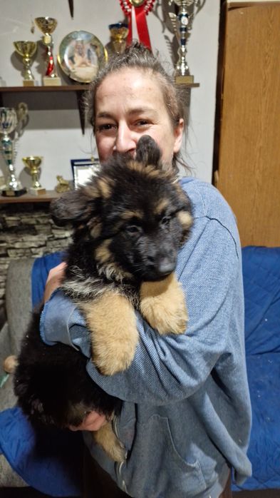 Femela Ciobanesc german