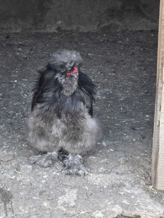 Vand cocoși brahma,matase japoneză si conchinchina