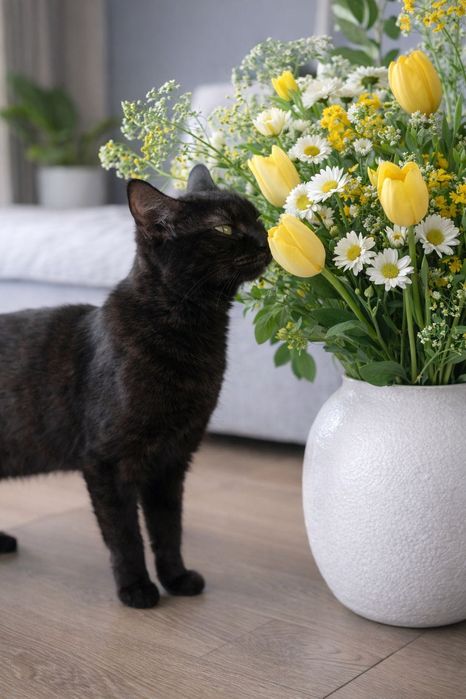 Кошечка в самые лучшие ручки