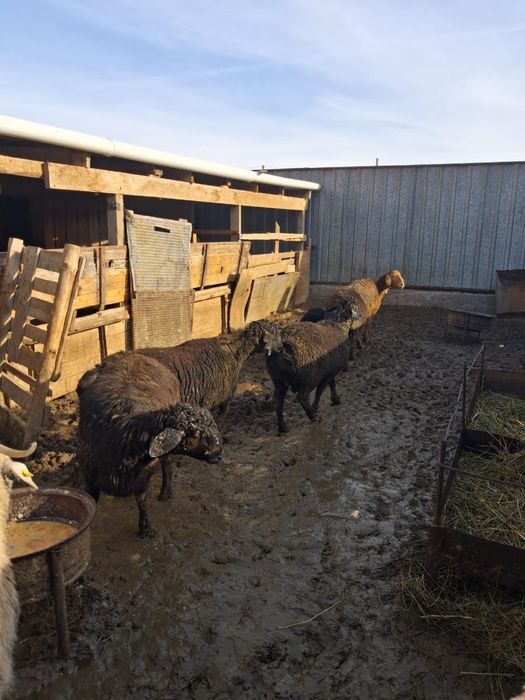 Гиссары тоқтылары