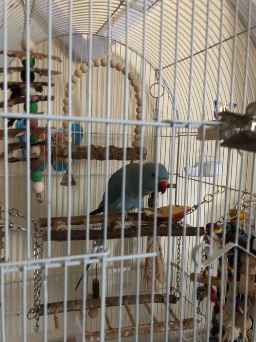 Vând papagal Micul Alexandru