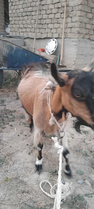 Sogʻiladigan zotdor echki