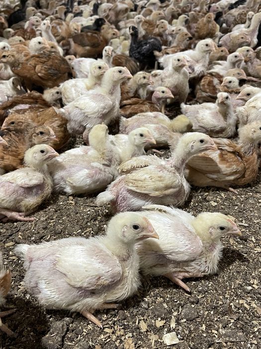 Pui carne si rasa mixta