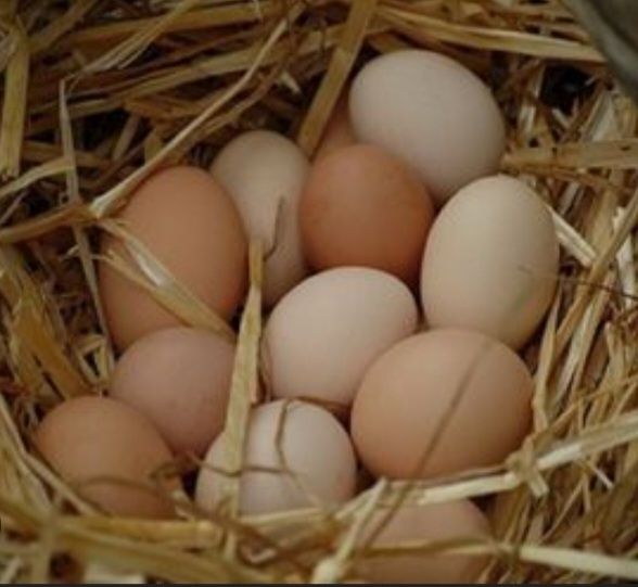 Хонаки тухумлар заказга тахлаб берилади