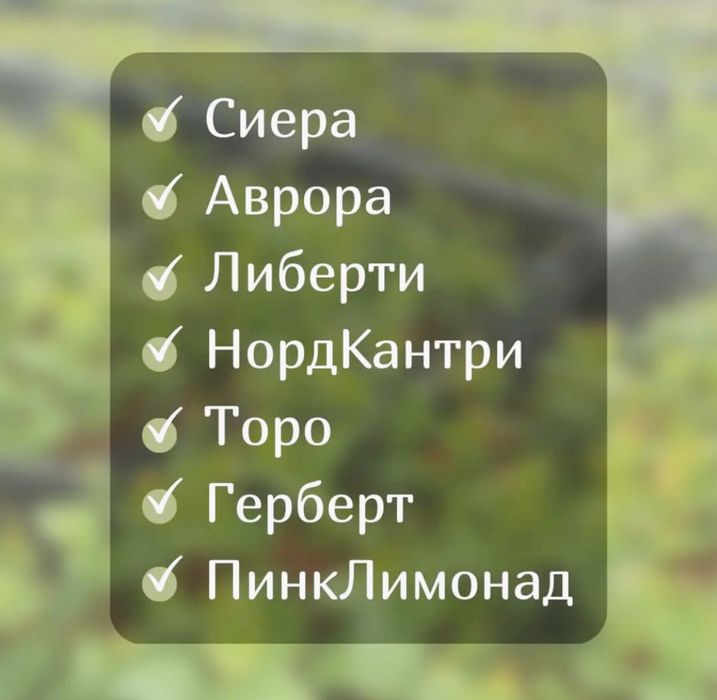 Голубика - ходовые сорта