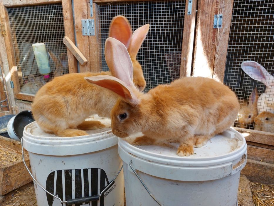 Iepuri uriaș german galben