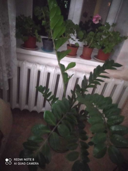 Комнатные растения