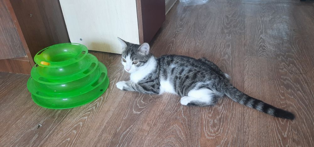 Котенок мальчик в добрую семью