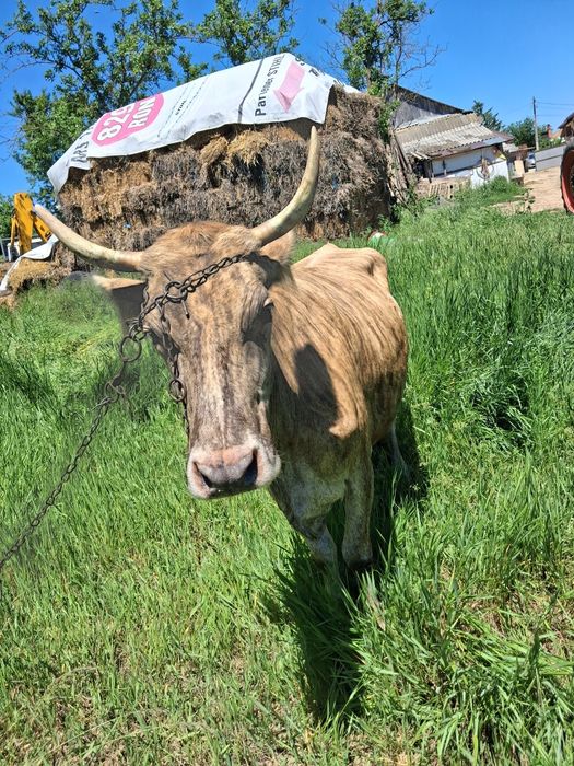 Vaca de vânzare,