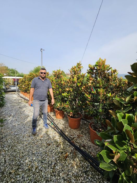 Magnolia grandiflora tufa și copac