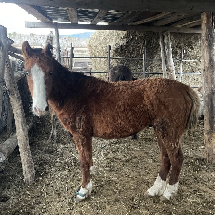 продам 1 Жеребец и 3 тай