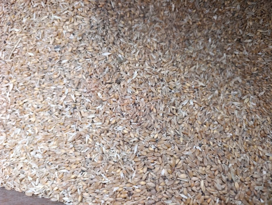 Продам чистое зерно пшеница