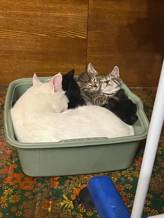 Отдам котят черные и серые