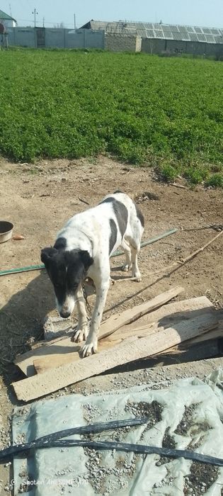 Toza Alabay sotiladi 1 yosh xali tug'magan srochniy sotiladi