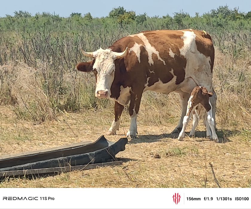 Vaca mare cu vițel tauras
