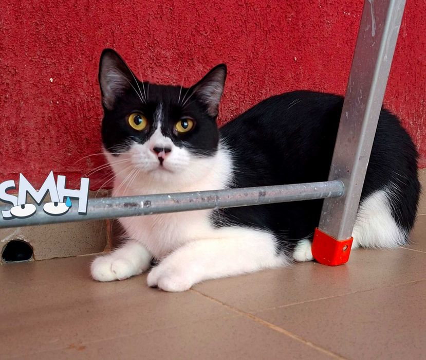 Adoptie pisica castrata