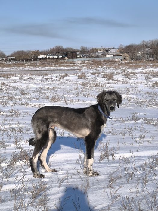 Кумай тазы! еркек кушик!