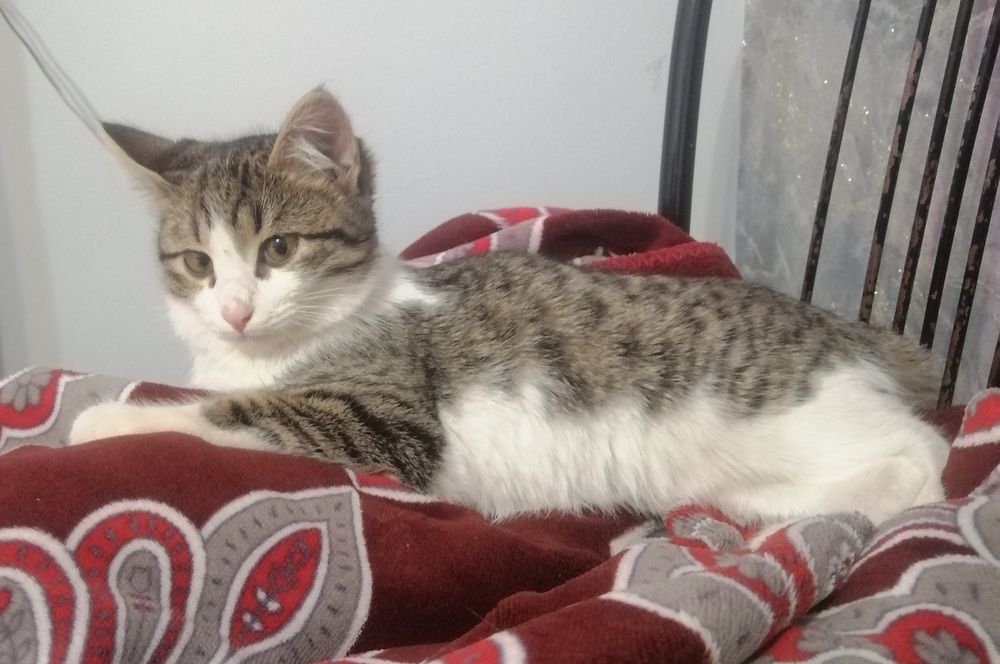 Отдам котёнка, девочка