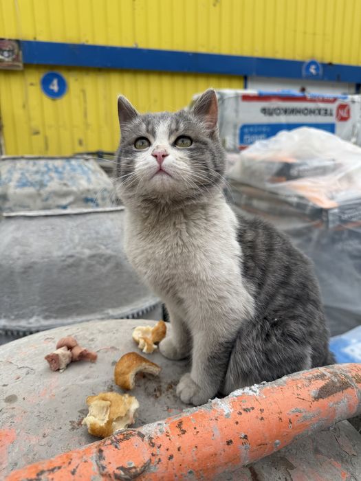 Кошечка  в добрые руки