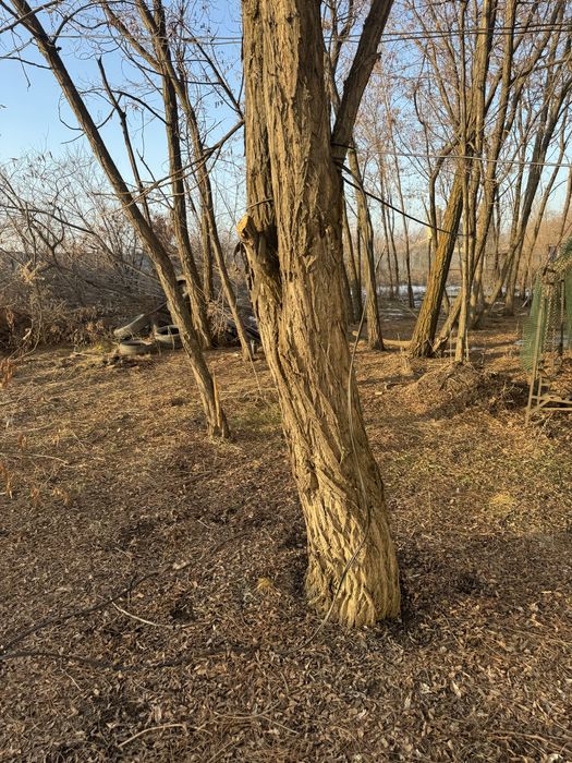 Карагач дрова продам