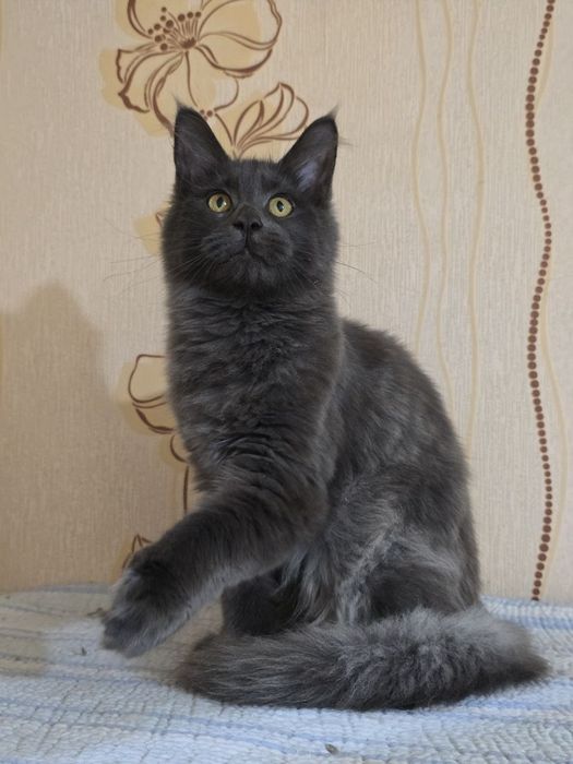 Пропала кошечка по клички лили