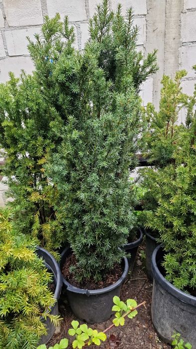 Taxus Calitate Superioara Oferim Transport Oriunde in tara