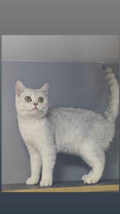 Qiz bola 50/50xomilador