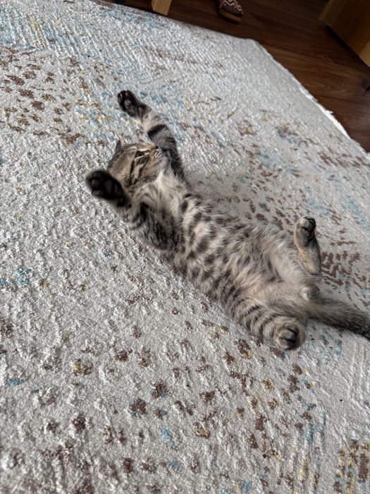 Срочно продам котенка