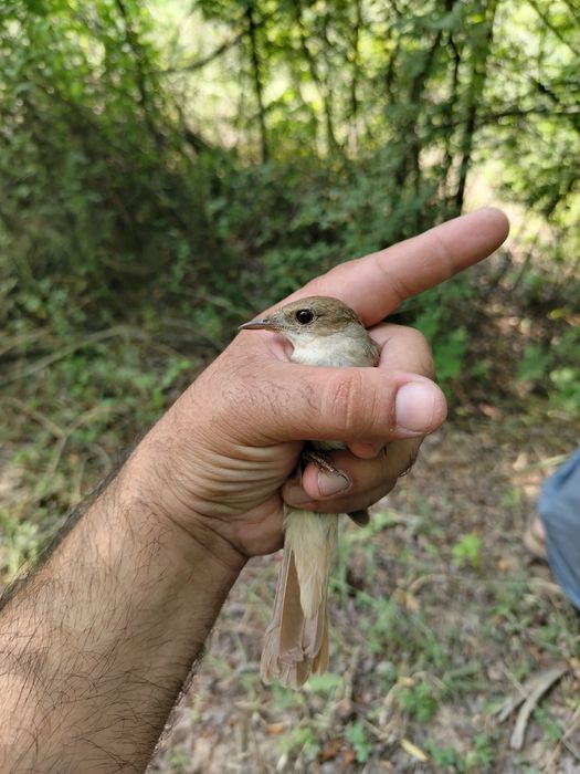 Xohiz bulbuli aprelda uwalgan quwla